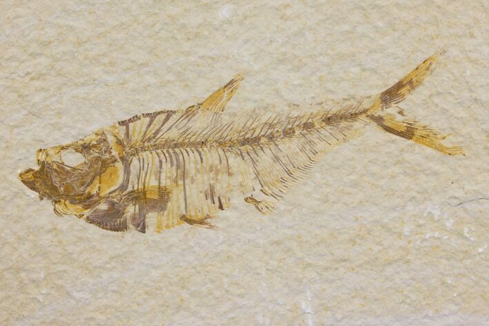 Fossil Fish (Diplomystus) - Green River Formation #150637